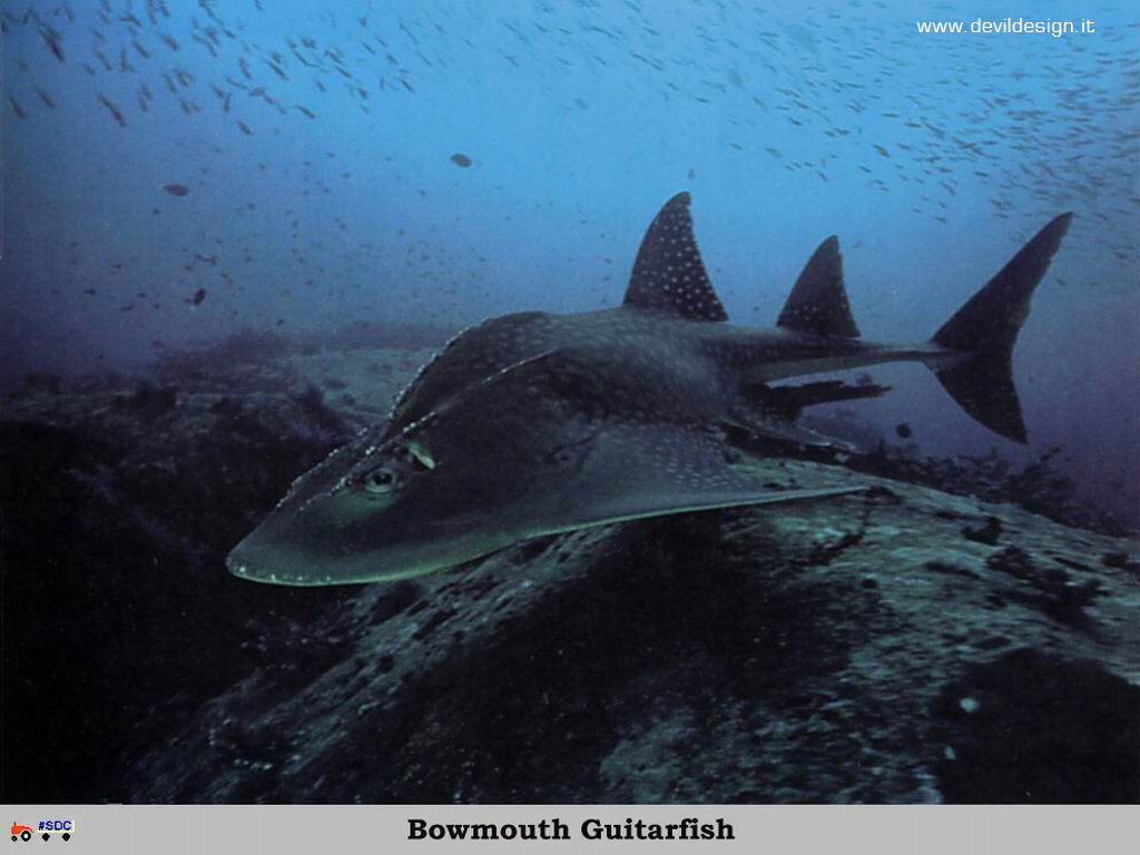 GCSR062-Bowmouth_Guitarfish copia
